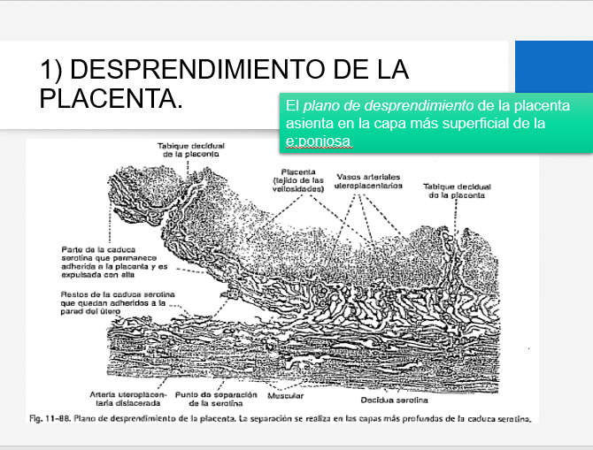 Alumbramiento - PPT