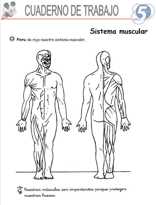 Ciencias Y Ambientes, Niño De 5 Años- Word
