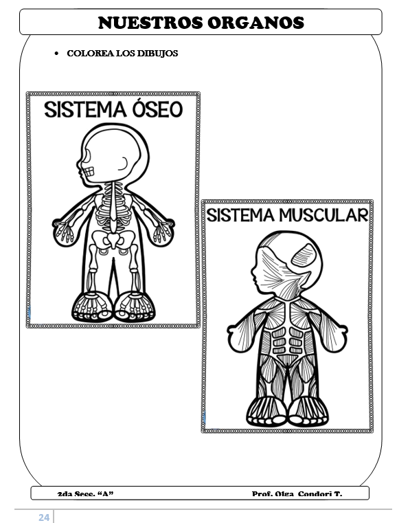 El Cuerpo Humano, 6 Años - PDF