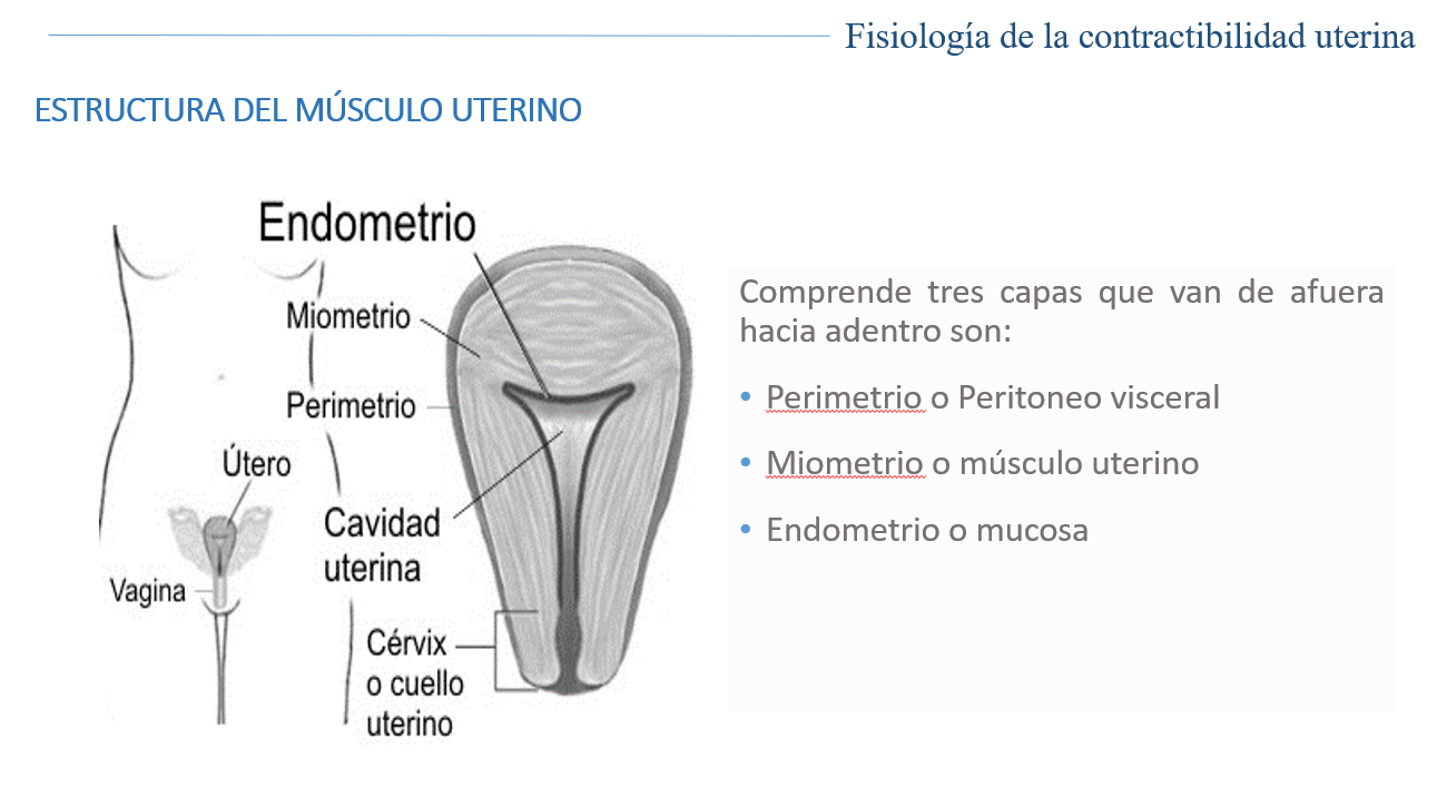 Fisiología De Contractibilidad Uterina - PPT