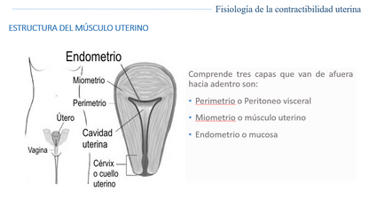 Fisiología De Contractibilidad Uterina - PPT