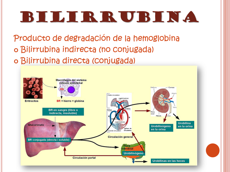 Ictericia Neonatal - PPT