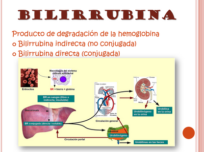 Ictericia Neonatal - PPT