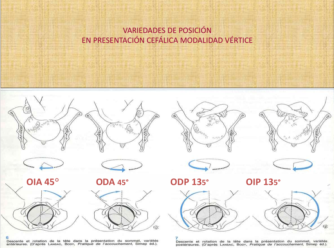 Mecanismo De Parto, Williams - PDF