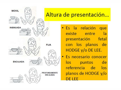 Mecanismo De Parto, Williams - PDF