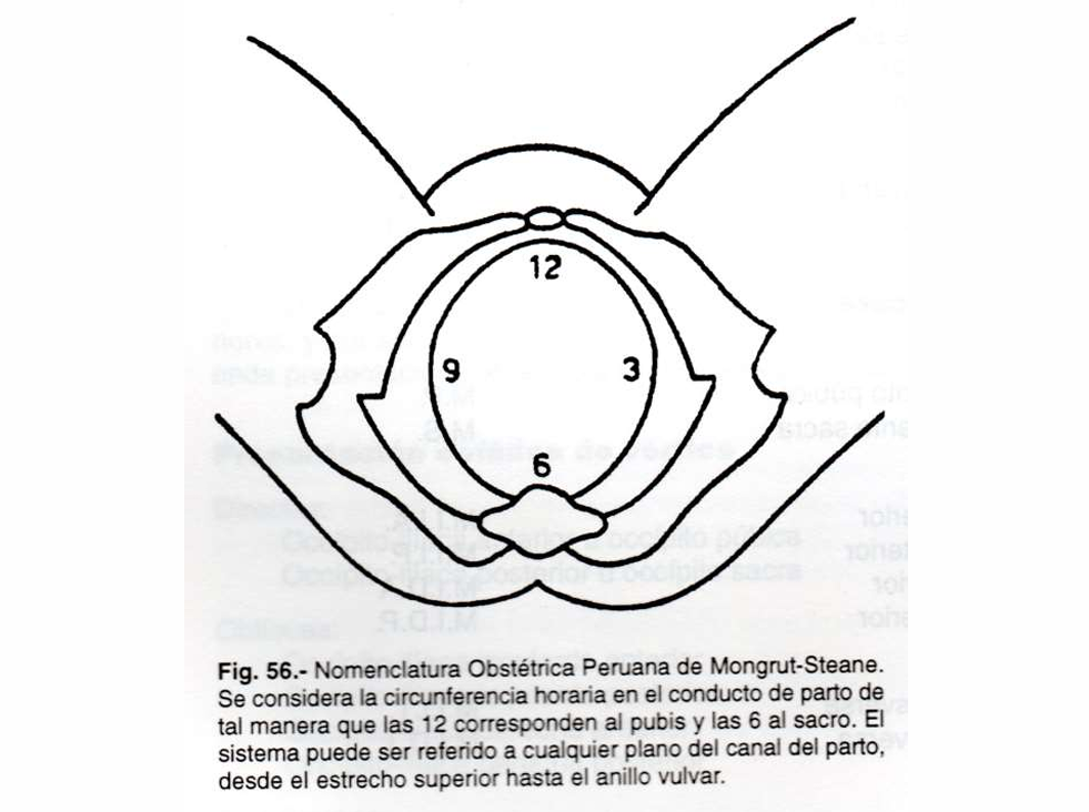 Mecanismo De Parto, Williams - PDF