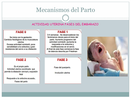 Mecanismo De Parto Expulsivo - PDF