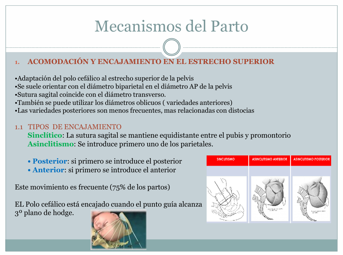 Mecanismo De Parto Expulsivo - PDF